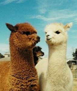 Create meme: alpaka, Alpaca, Lama