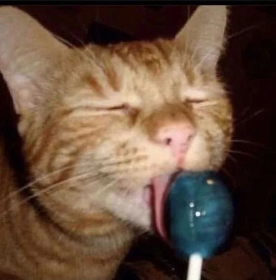 Create meme: chupa chups cat, cat with sweets, the cat loves lollipops