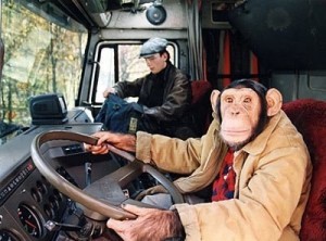 Создать мем: водители, обезьяна за рулем грузовика, человек