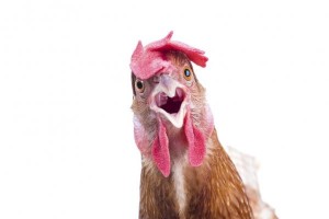Create meme: a chicken yawns, chicken chicken, angry chicken