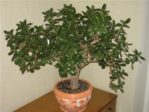 Create meme: tree, beautiful indoor plants, houseplant crassula