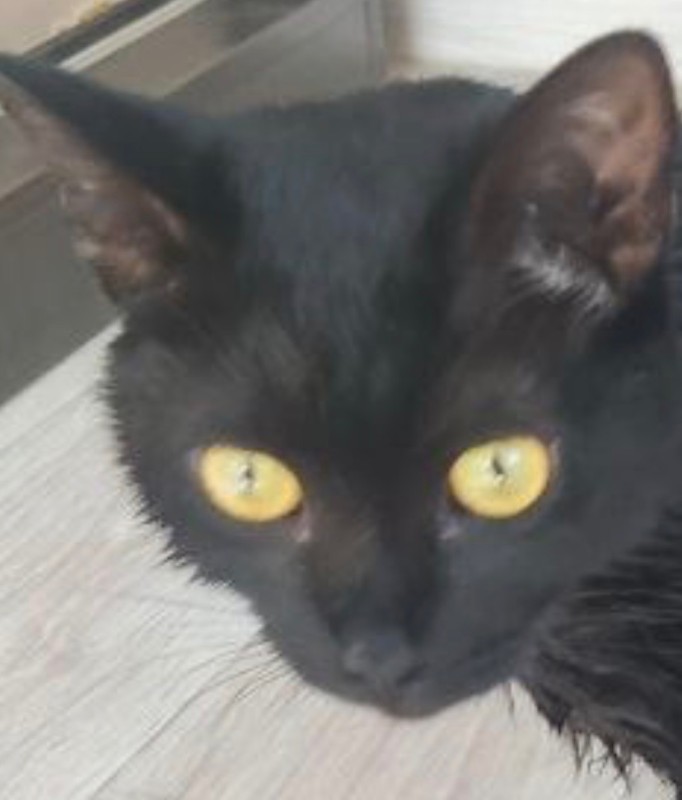 Create meme: black cat, cat , black cat 