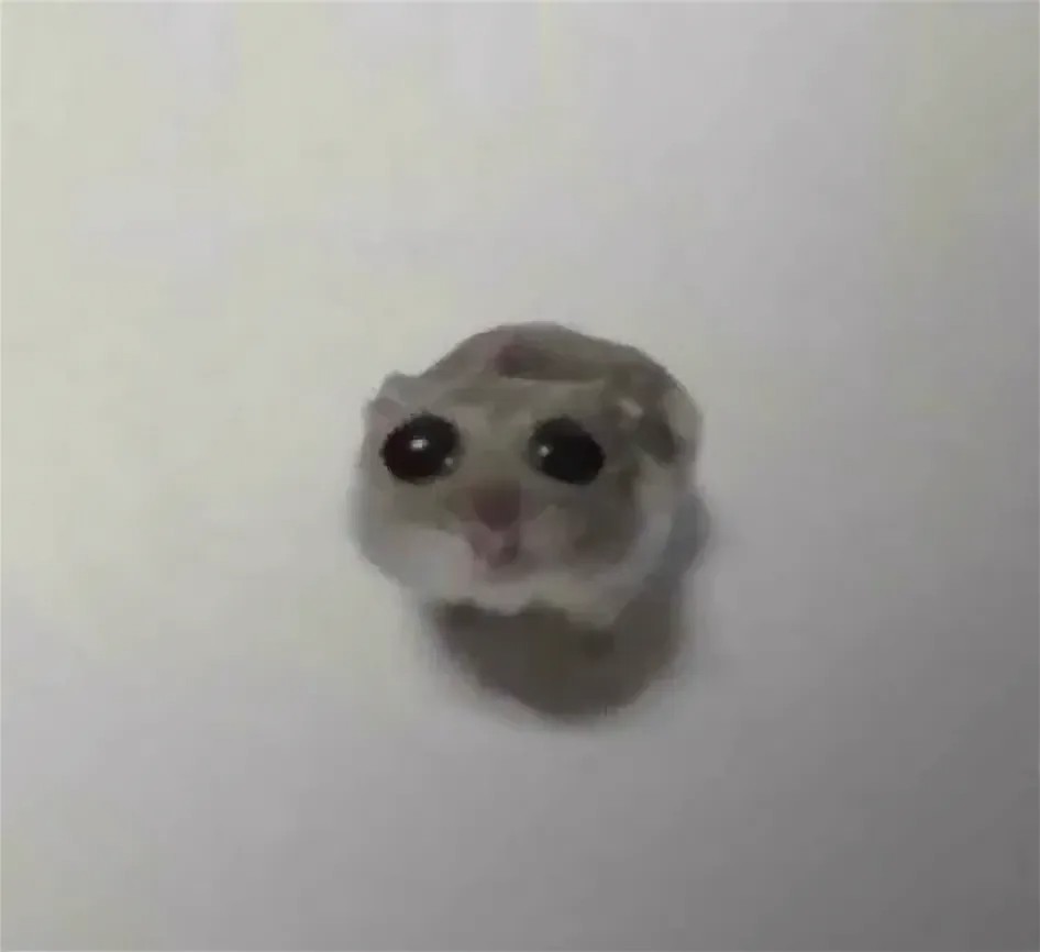 Create meme: funny hamster, The hamster is sad, Sad hamster with big eyes