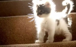 Create meme: fluffy kitten, and you know how to Shine with happiness so easy photos, aglow pictures