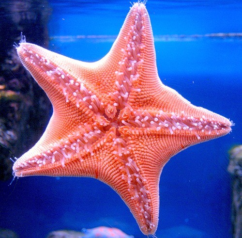 Create meme: starfish, starfish, starfish symmetry