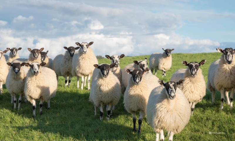 Create meme: breed of sheep, Suffolk sheep breed, Latvian dark-headed sheep breed