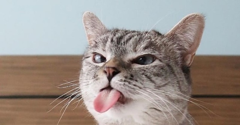 Create meme: The cat shows his tongue, cat with tongue hanging out, cat with tongue hanging out