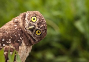 Create meme: owl owl, surprised owl, bird owl