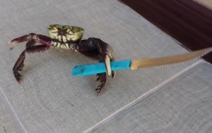 Создать мем: краб, crab with a knife, краб убийца