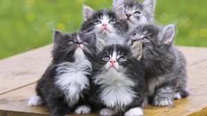 Create meme: kittens are fluffy, adorable kittens, cute kittens