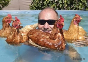 Create meme: chicken, rooster and hen fun, photos of funny chickens