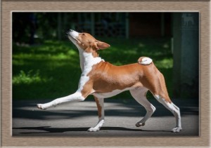 Create meme: basenji, dog breeds, proud dog