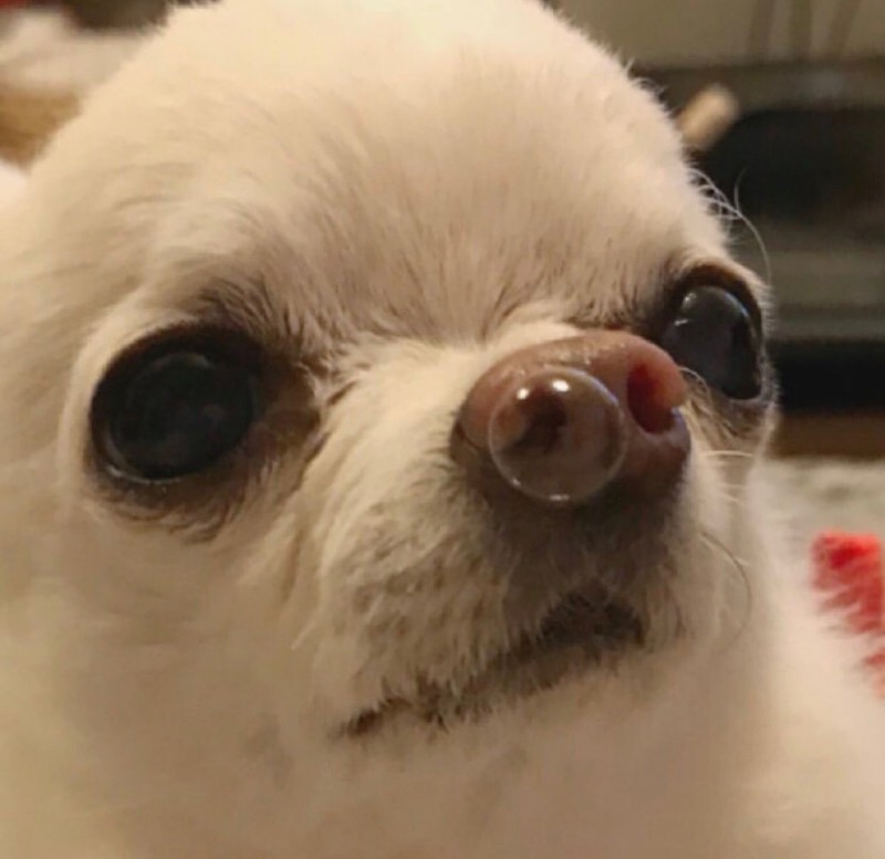 Create meme: dog with a bubble from his nose, evil Chihuahua , Chihuahua meme