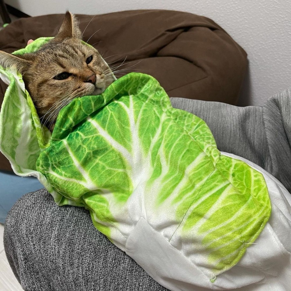 Кот с капустным листом на голове