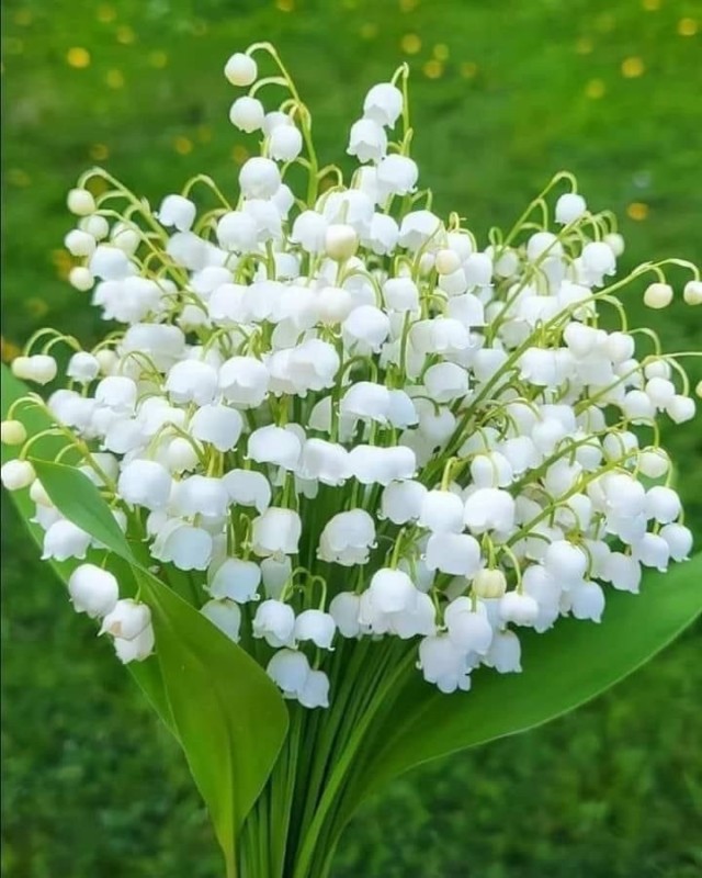 Create meme: lily of the valley flower, lily of the valley may, lily of the valley silver flower