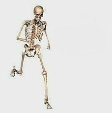 Create meme: skeleton, human skeleton