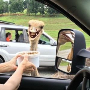 Create meme: funny ostrich, funny animals, ostriches