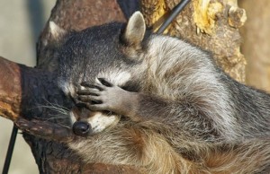 Create meme: tired raccoon, raccoon, raccoon gargle