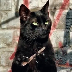 Создать мем: cat gif, mad cat, черный кот