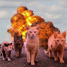 Create meme: cat on the background of an explosion, cat explosion, Cats explosion