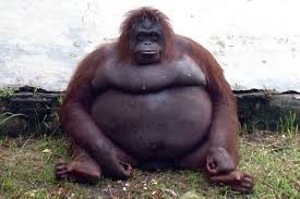 Create meme: the orangutan is funny, fat monkeys, fat gorilla