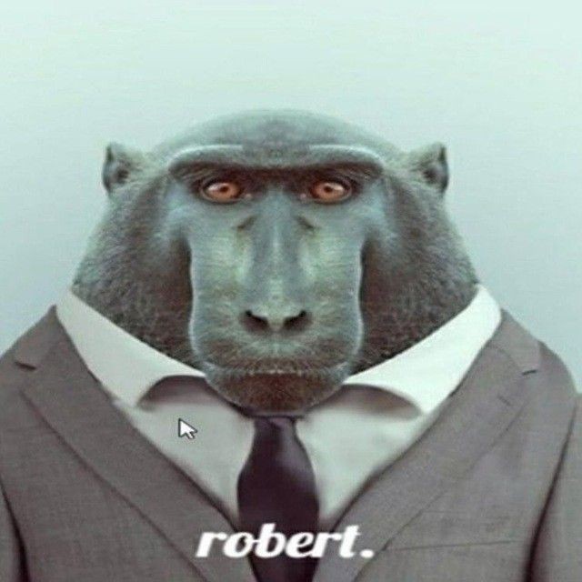 Create meme: Robert is calling, a meme with a monkey in a jacket, a monkey in a suit