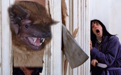 Create meme: Jack Nicholson the shining , Jack Nicholson shining meme, the shining Jack Nicholson with an axe