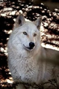 Создать мем: серый волк, волк белый, красивый волк