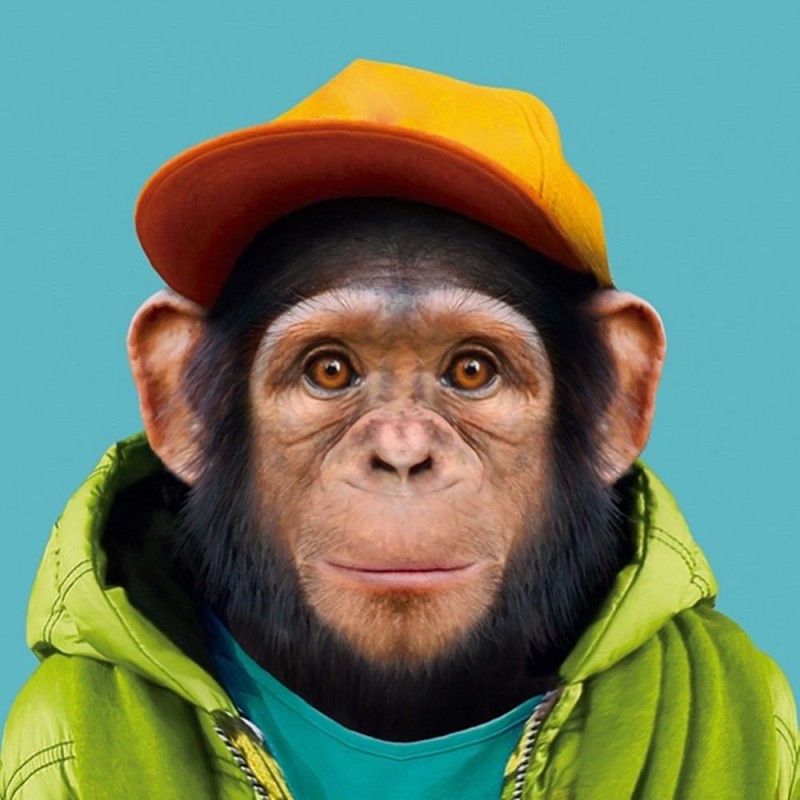 Create meme: the monkey in the cap