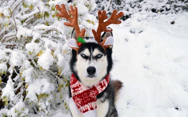 Create meme: New Year's disgruntled Husky, Husky winter, alaskan husky