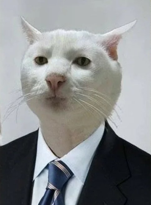 Создать мем: кот, serious cat, мем с белым котом