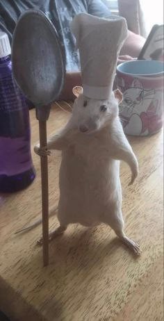 Create meme: the cunning rat, rat mouse , white rat 