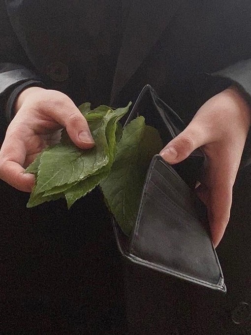 Создать мем: листья деньги, листья, растение