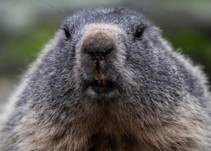 Create meme: canadian beaver, marmot bobac, nature