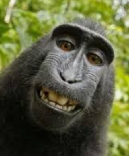 Create meme: smile monkey, funny monkey , muzzle monkeys