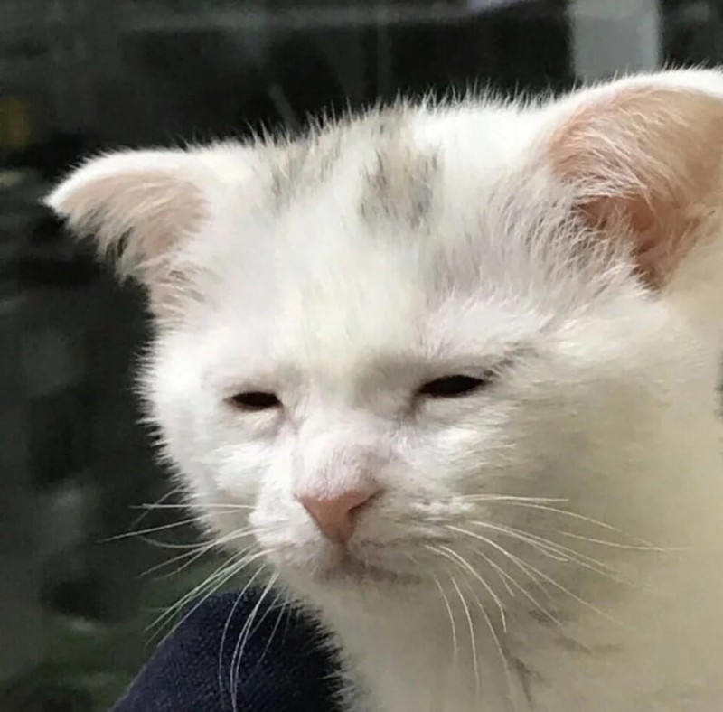 Create meme: sleepy cat meme, Sad white cat meme, sleepy cat