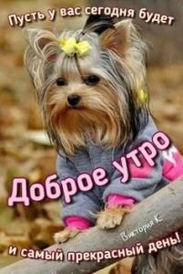 Create meme: dog Yorkshire Terrier, Yorkshire Terrier puppy, Yorkshire Terrier