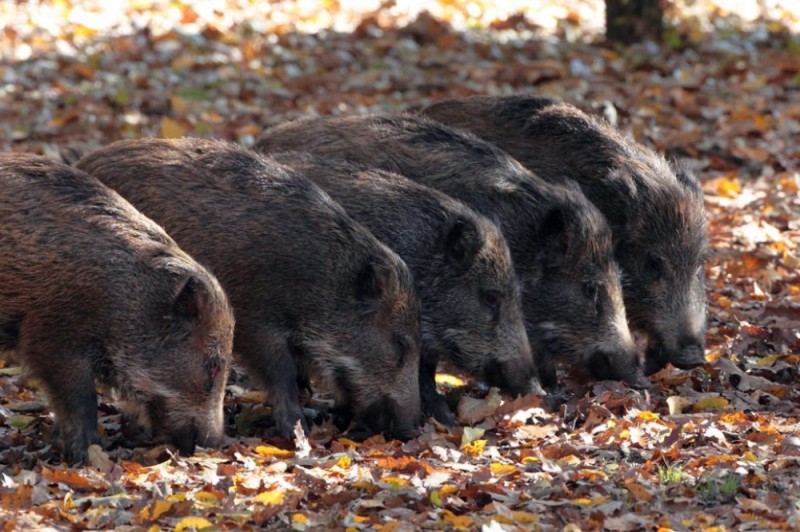 Create meme: wild boar , wild boars, the pack of wild boars