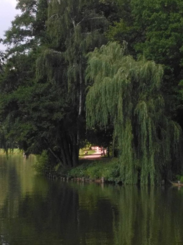 Create meme: weeping willow, weeping willow tree, willow over the river