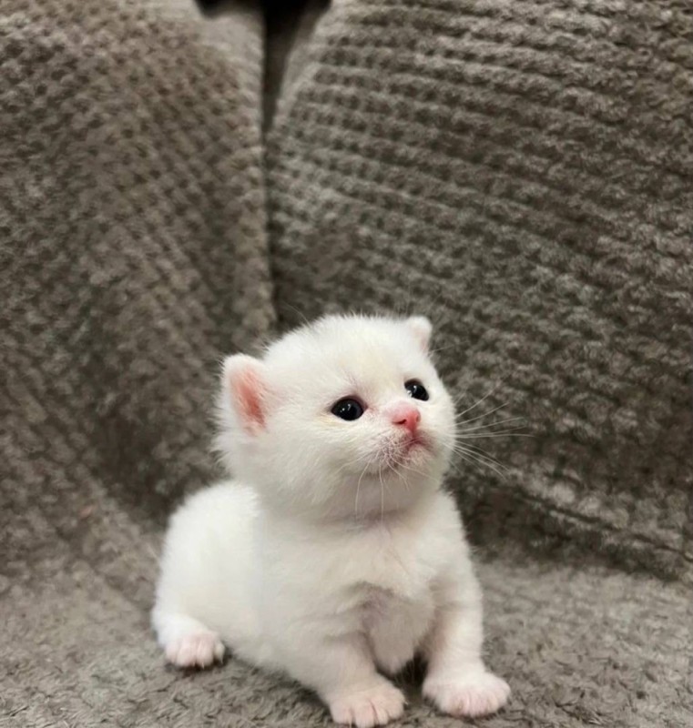 Create meme: cute kittens, Scottish kittens , British Shorthair kittens
