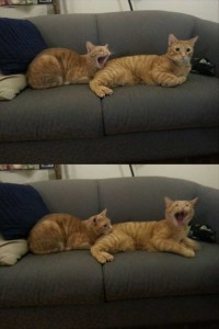 Создать мем: кот за диваном, кошка, смешные кошки