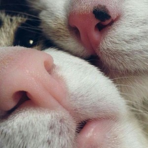 Create meme: kitty kisses, cat nose