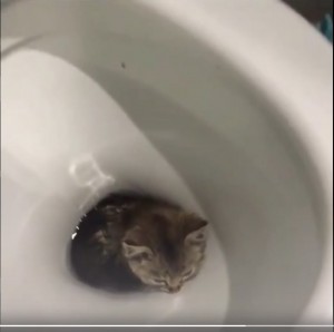 Create meme: the cat on the toilet, seals, cats