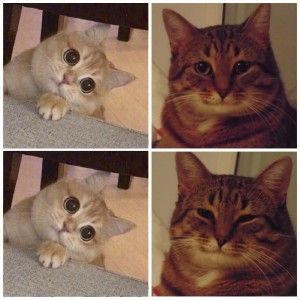 Создать мем: мемы котики, мем кошка, мемы с котами