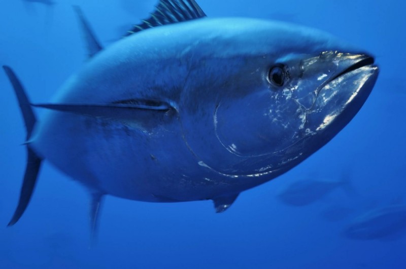 Создать мем: синий тунец, тихоокеанский голубой тунец, голубой тунец
