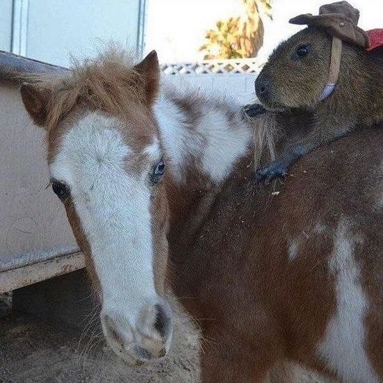 Create meme: The capybara is an ugly meme, horse , the meme capybara