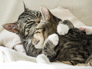 Create meme: cats love, cat hugs, seals hug