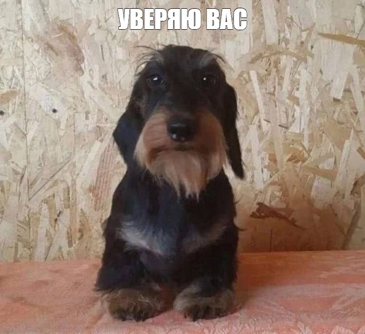 Create meme: Dachshund dog, the wire - haired dachshund is black, rabbit wire - haired dachshund