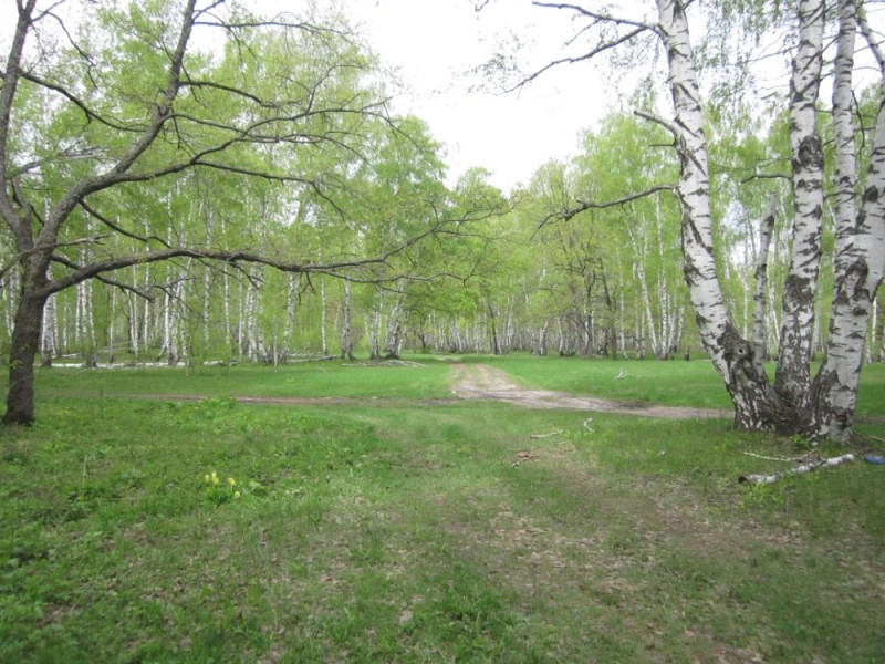 Create meme: birch grove, the green grove tract, birch grove yasnaya polyana