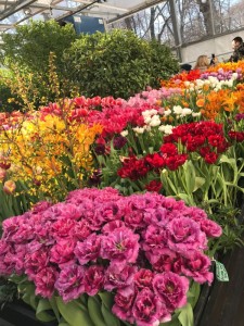 Создать мем: цветы в парке, Цветы, выставка тюльпанов